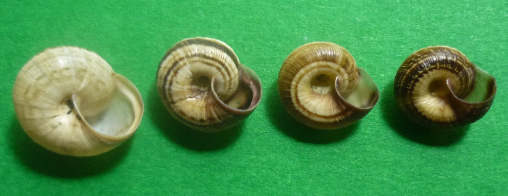 Cernuella enigmatica da Viterbo
